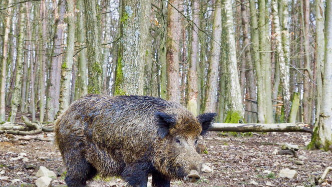 Veiktas izmaiņas Āfrikas cūku mēra riska zonu teritorijā