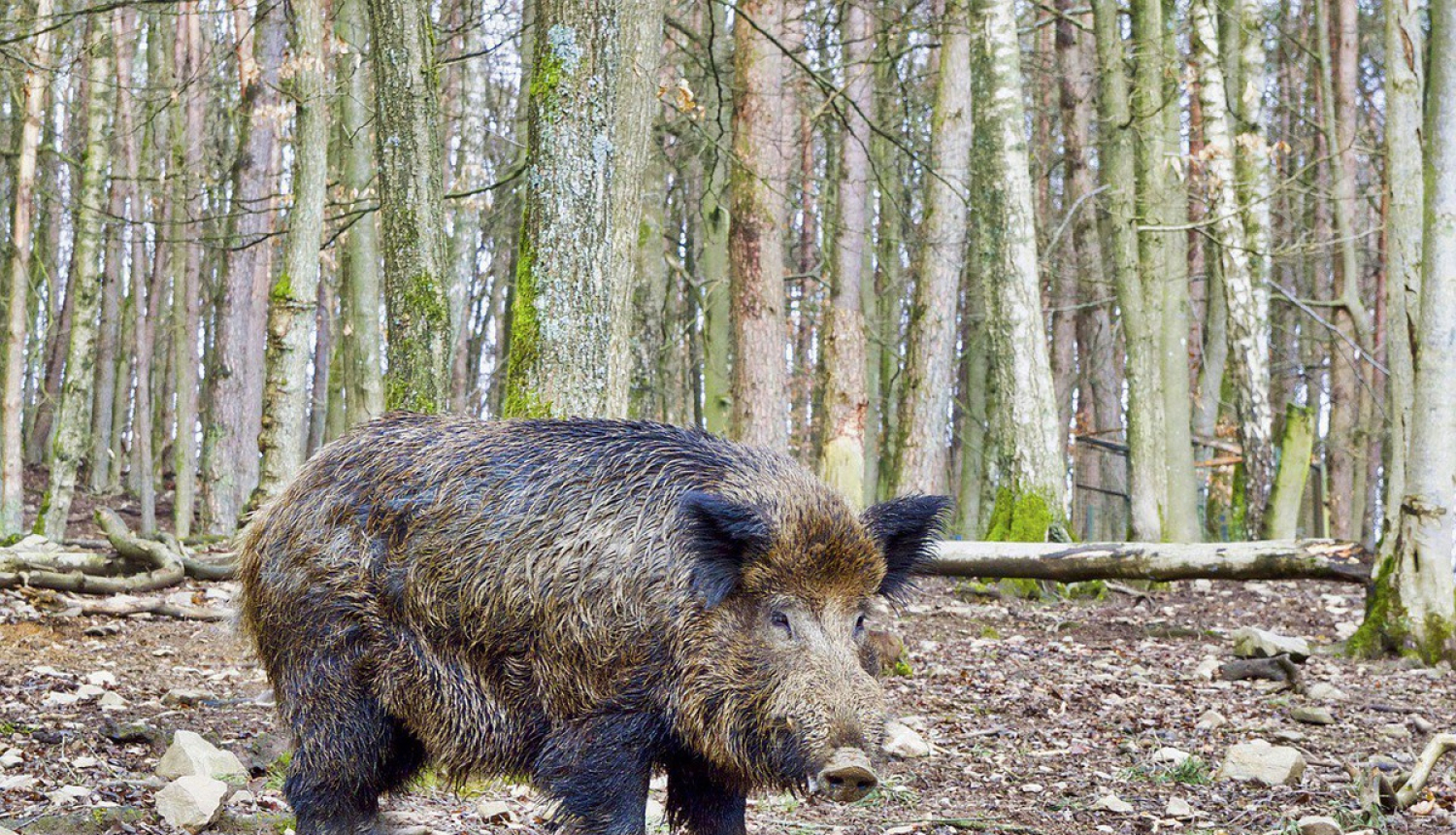 Veiktas izmaiņas Āfrikas cūku mēra riska zonu teritorijā
