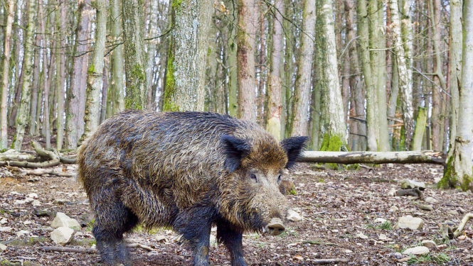 Veiktas izmaiņas Āfrikas cūku mēra riska zonu teritorijā
