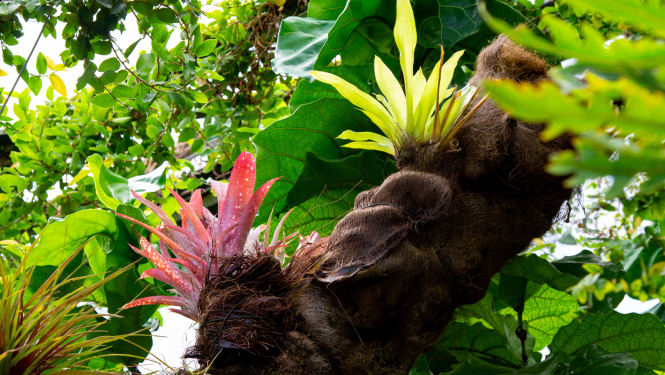 Augi Latvijas Nacionālajā botāniskajā dārzā