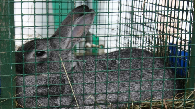 Veiktas izmaiņas veterinārajās prasībās mājputnu un zaķveidīgo gaļas apritei nelielā daudzumā
