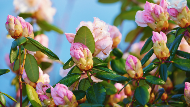 Rododendru krūms ar rozā ziedu pumpuriem