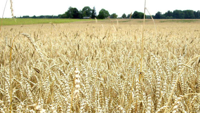 Veicinās lauksaimnieku iesaistīšanos apdrošināšanas pakalpojumu izmantošanā