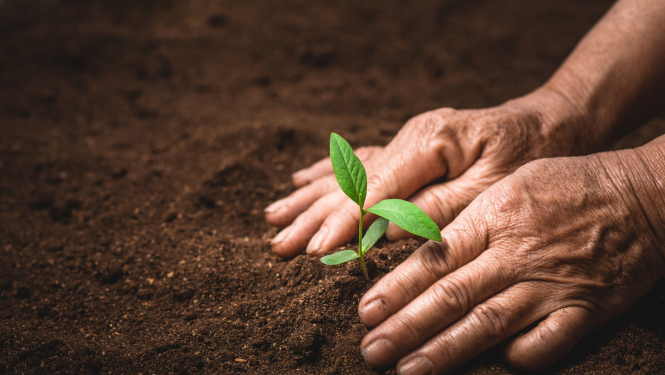 Precizētas prasības eļļas augu un šķiedraugu sēklaudzēšanai