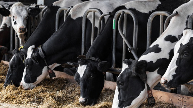 Valdība piešķir atbalstu lopkopības nozares attīstībai 16 miljonu eiro apmērā