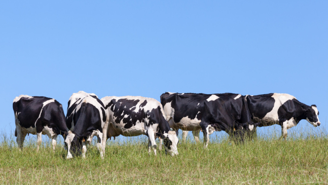 Apstiprināts pārejas posma valsts atbalsts vaislas lauksaimniecības dzīvnieku ierakstīšanai ciltsgrāmatā