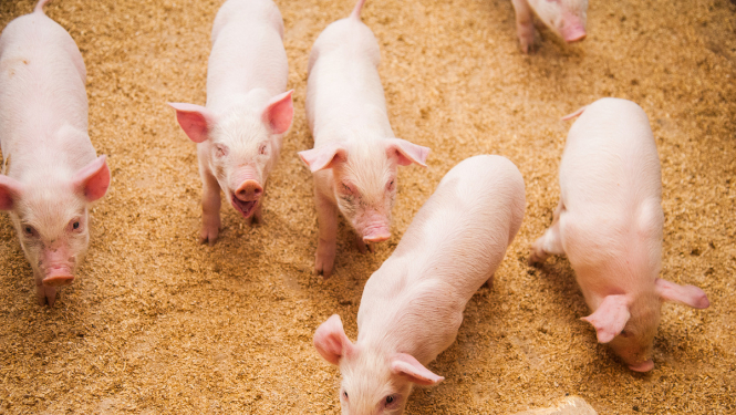 SIA „Druvas Unguri” cūku novietnē konstatēts Āfrikas cūku mēris