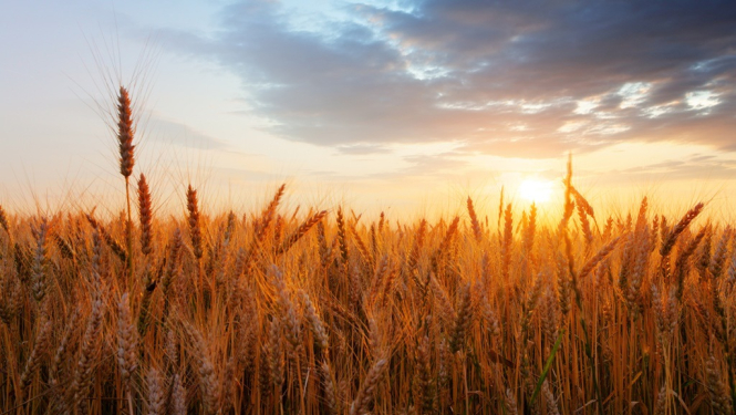 Apstiprina kārtību patstāvīgo mazo alus darītavu statusa noteikšanai un akcīzes nodokļa piemērošanai