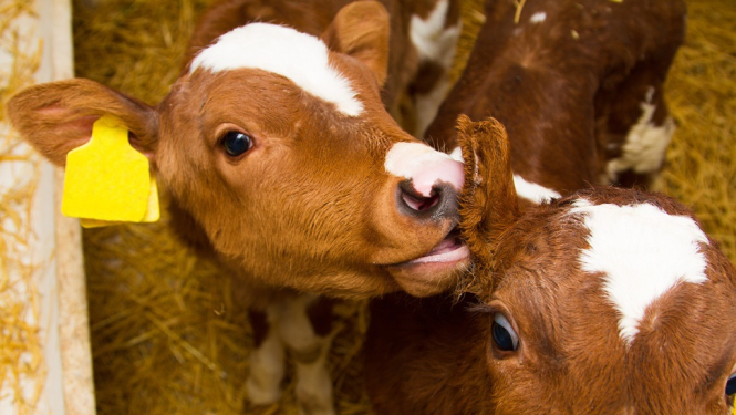 Izdoti jauni noteikumi lauksaimniecības dzīvnieku ciltsgrāmatas un ciltsreģistra kārtošanai
