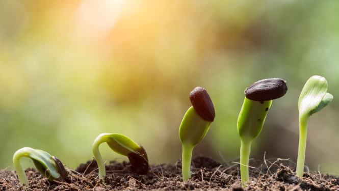 Samazinot administratīvo slogu, turpmāk sēklas varēs sertificēt uz diviem gadiem