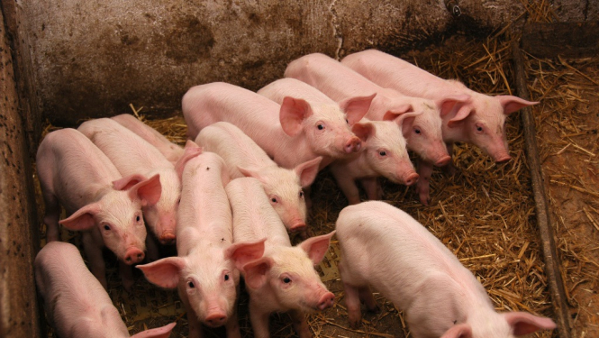 Valsts atbalstu varēs saņemt arī Covid-19 ietekmētie lauksaimnieki cūkkopības sektorā