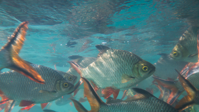 Atvieglotas prasības pasākuma “Produktīvi ieguldījumi akvakultūrā” pretendentiem
