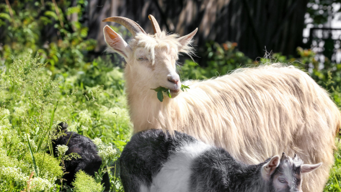 Plāno uzlabot dzīvnieku aizsardzības kontroles kārtību