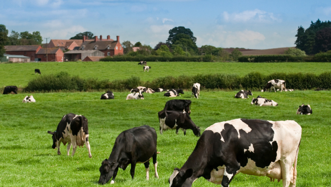 Precizēti noteikumi par lauksaimniecības un akvakultūras dzīvnieku un ganāmpulku apzīmēšanu un reģistrēšanu