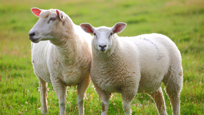 Turpmāk mazā daudzumā varēs pārdot arī kazas svaigpienu