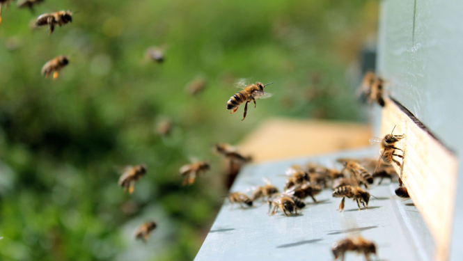 Būs jauni noteikumi par valsts un ES atbalstu biškopjiem