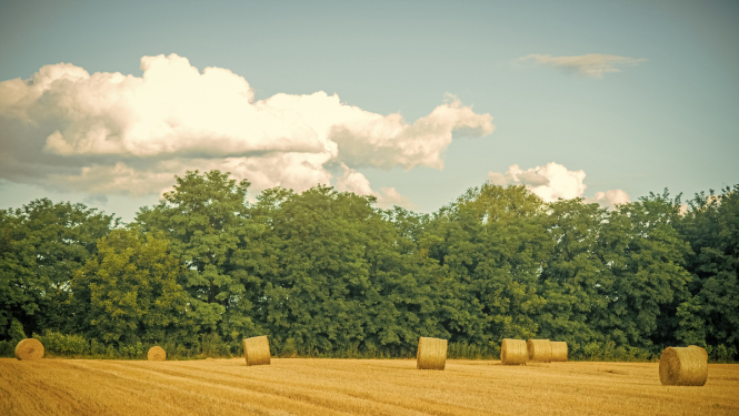 Krīzes vadības padome lielo pavasara sausumu atzīst par valsts mēroga dabas katastrofu