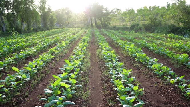 Precizēta bioloģiskās lauksaimniecības uzraudzības un kontroles kārtība