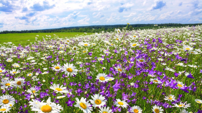 Par lauksaimniecības zemes nomas līguma reģistrāciju un iesnieguma izskatīšanu būs jāmaksā valsts nodevas