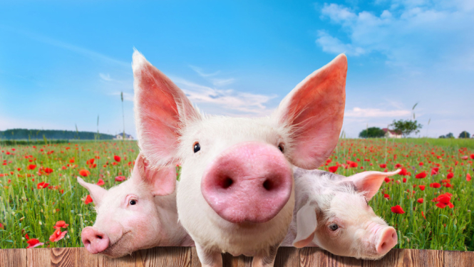 Veiktas izmaiņas cūku sugas dzīvnieku izvešanai no II un III riska zonas*