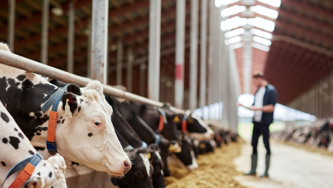 Lauksaimniecības un akvakultūras dzīvnieku reģistrs kļūs informatīvāks