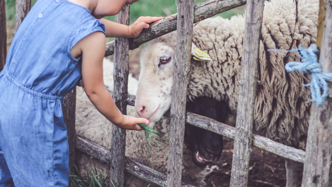 Valdība apstiprina brīvprātīgā saistītā atbalsta apmēru 2019. gadam