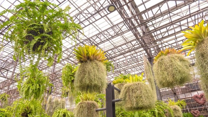 Augi, papardes siltumnīcā
