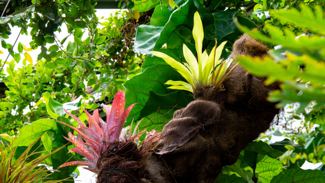 Augi Latvijas Nacionālajā botāniskajā dārzā