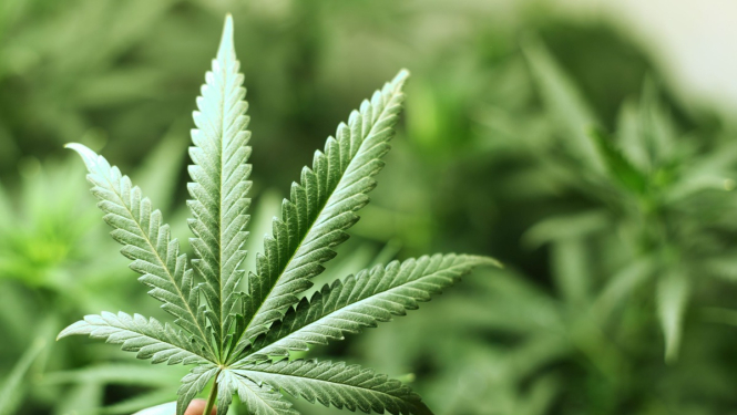 Lems par narkotiku kontroles politikas attīstības līdzšinējā kursa maiņu