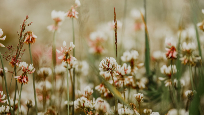 Sēklu un šķirņu aprites likumā tiks noteikta administratīvā atbildība
