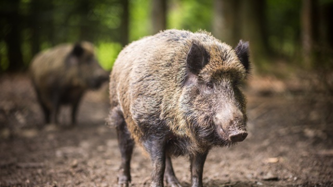 Mainīta ĀCM riska zonu teritorija