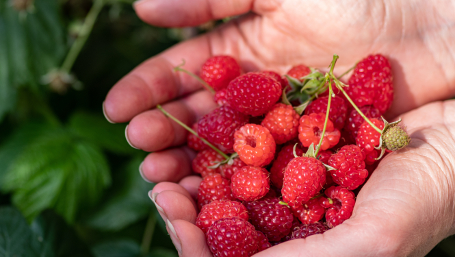 Plaukstās sārtas avenes