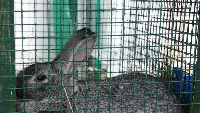 Veiktas izmaiņas veterinārajās prasībās mājputnu un zaķveidīgo gaļas apritei nelielā daudzumā