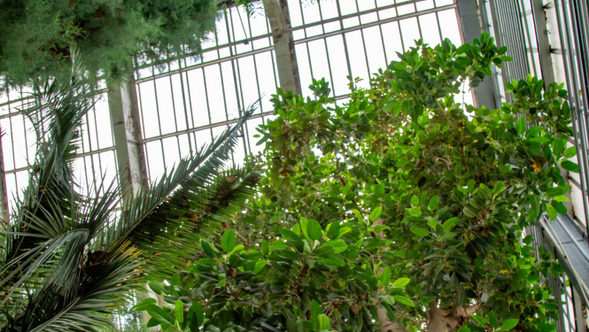 Augi Nacionālajā botāniskajā dārzā