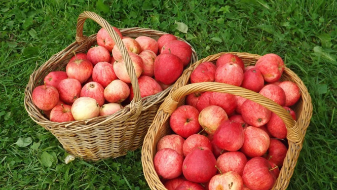 Uzlaboti nosacījumi ES atbalsta programmā skolu apgādei ar augļiem, dārzeņiem un pienu