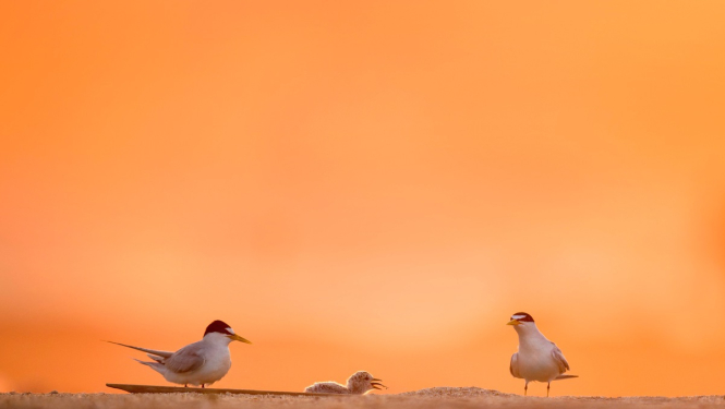 Grozījumi noteikumos ļaus putnu gripas konstatēšanas gadījumā reaģēt strauji