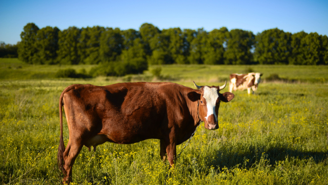 Uzlabos ciltsdarba un dzīvnieku audzēšanas sistēmu valstī