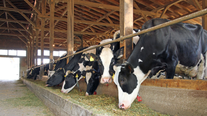 Zemkopības ministrija sniedz plašu atbalstu 45,5 miljonu eiro vērtībā lauksaimniekiem un pārtikas ražotājiem Covid-19 izraisītās krīzes laikā