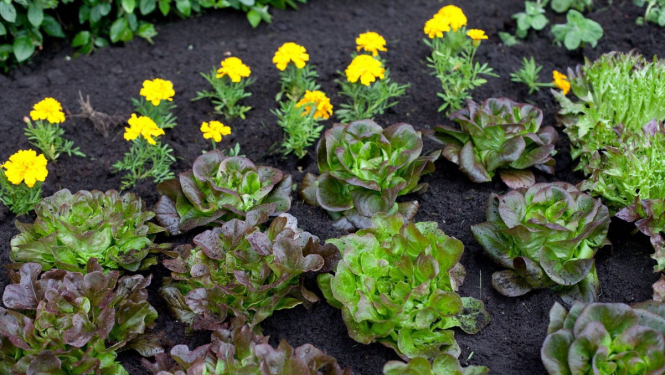 Zaļā publiskā iepirkuma apjoma īpatsvars pērn sasniedzis 18,3%