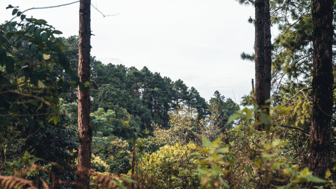 Dabas skats ar kokiem