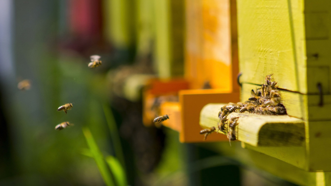 Valsts atbalsta saņemšanai dravniekiem atkārtoti jāiesniedz de minimis veidlapa