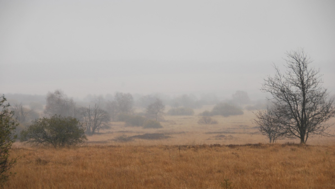 VARAM izstrādājusi “Kūdras ilgtspējīgas izmantošanas pamatnostādnes 2020.-2030. gadam”