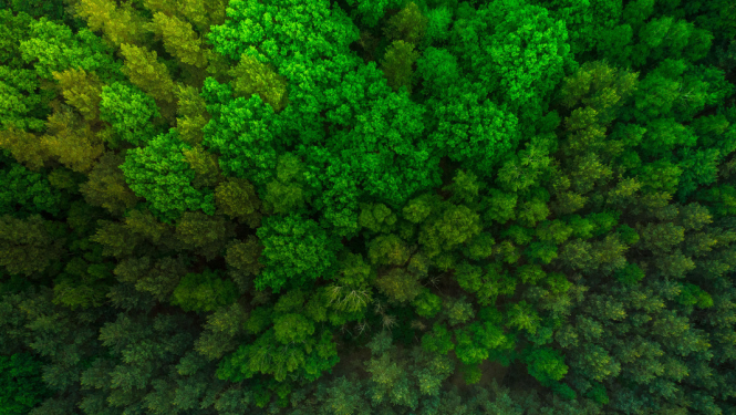 Valsts atbalsts meža nozares attīstībai 2020. gadā būs nepilni 238 tūkstoši eiro