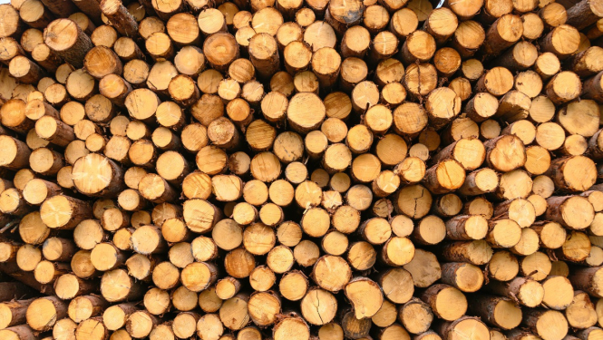 VARAM: Jaunais regulējums novērsīs radioaktīvas koksnes ievešanu Latvijā