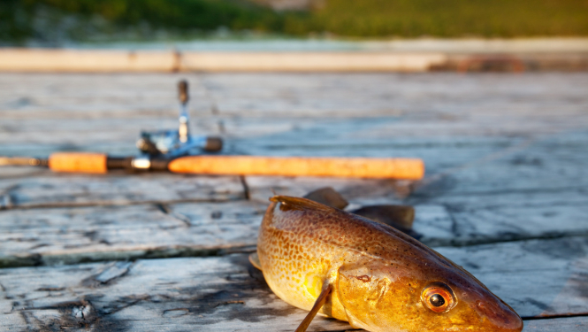 Plāno uzlabot Latvijas ūdeņu zivju resursu stāvokli