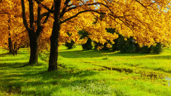 Aicina izvairīties no bīstamas augu slimības ievešanas Latvijā