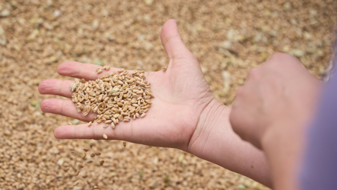 Saujā labības graudi