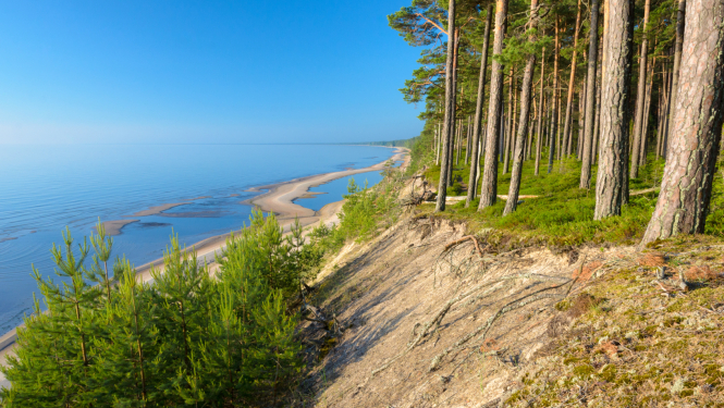 Priežu mežs jūras stāvkrastā