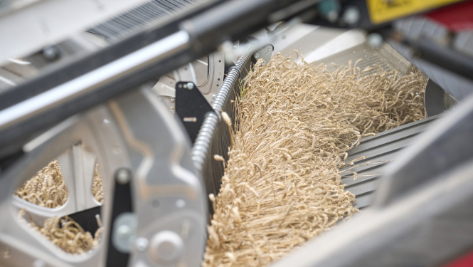 Kombains kuļ graudus