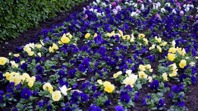 Ziedu dobe pie Ministru kabineta ēkas. Tumši violetas un dzeltenas atraitnītes veido ES karogu.